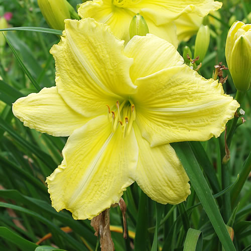 Hemerocallis Lemon Custard